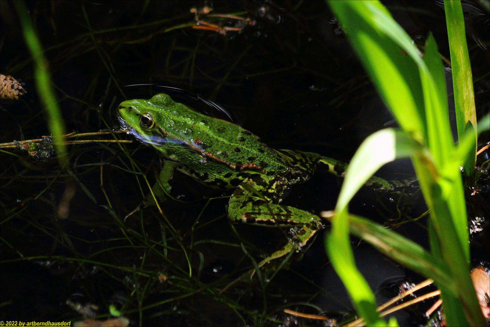 Frosch und Teich