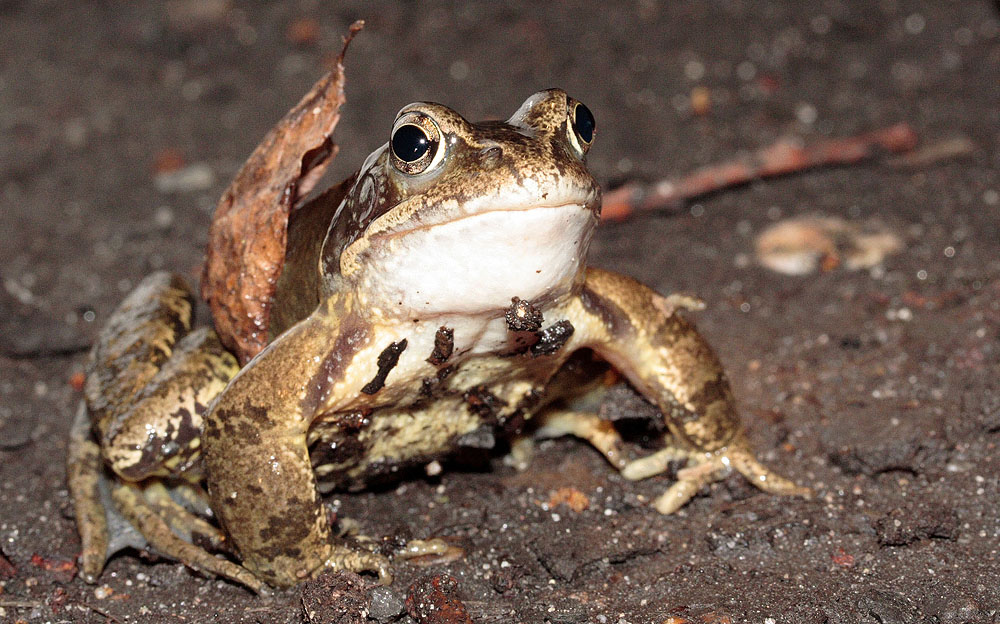 Frosch *Unerschrocken*