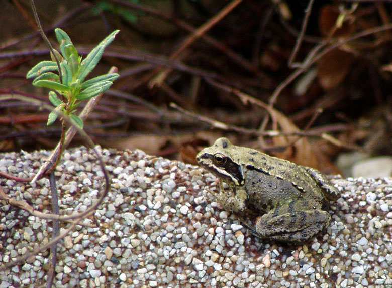 Frosch unter Palme? Auch ich mache Urlaub !