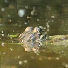 Frosch verschmilzt fast mit der Umgebung