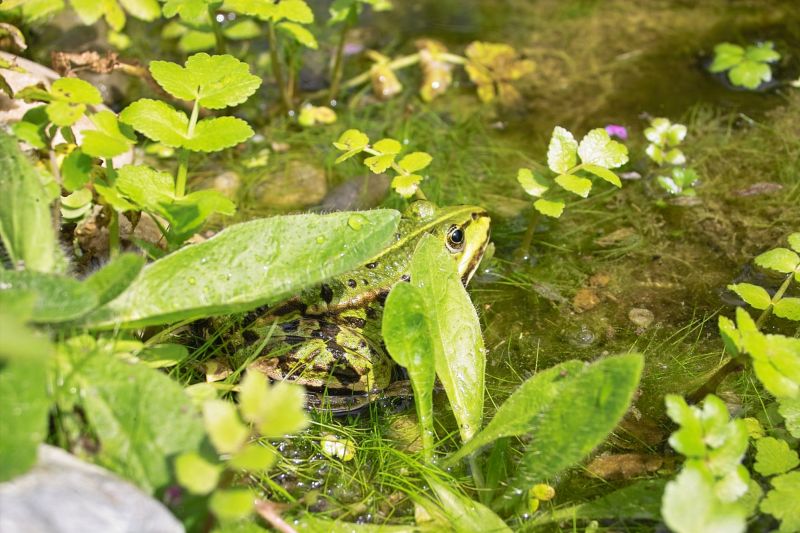 Frosch versteckt sich am Teich im Grün