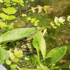 Frosch versteckt sich am Teich im Grün