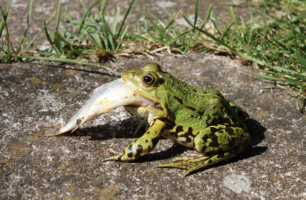 FROSCH VERSUS FISCH