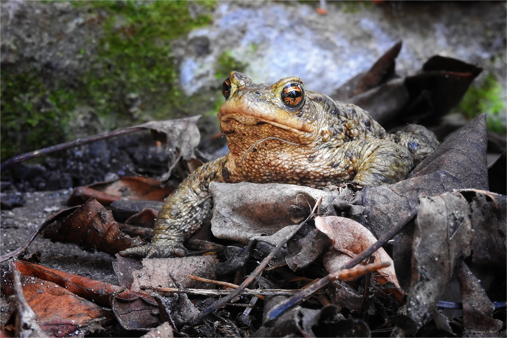 Frosch von draußen...