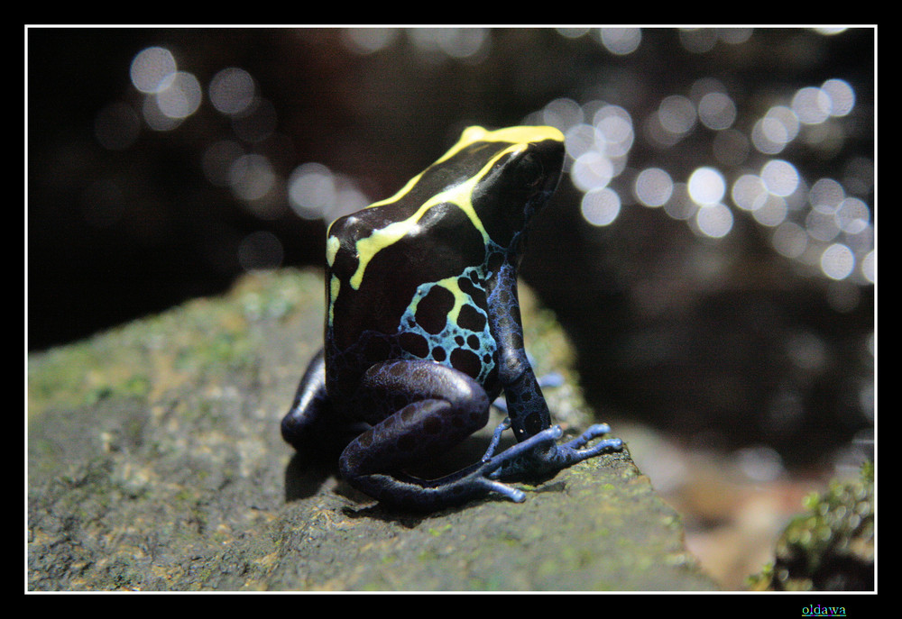 frosch von hinten