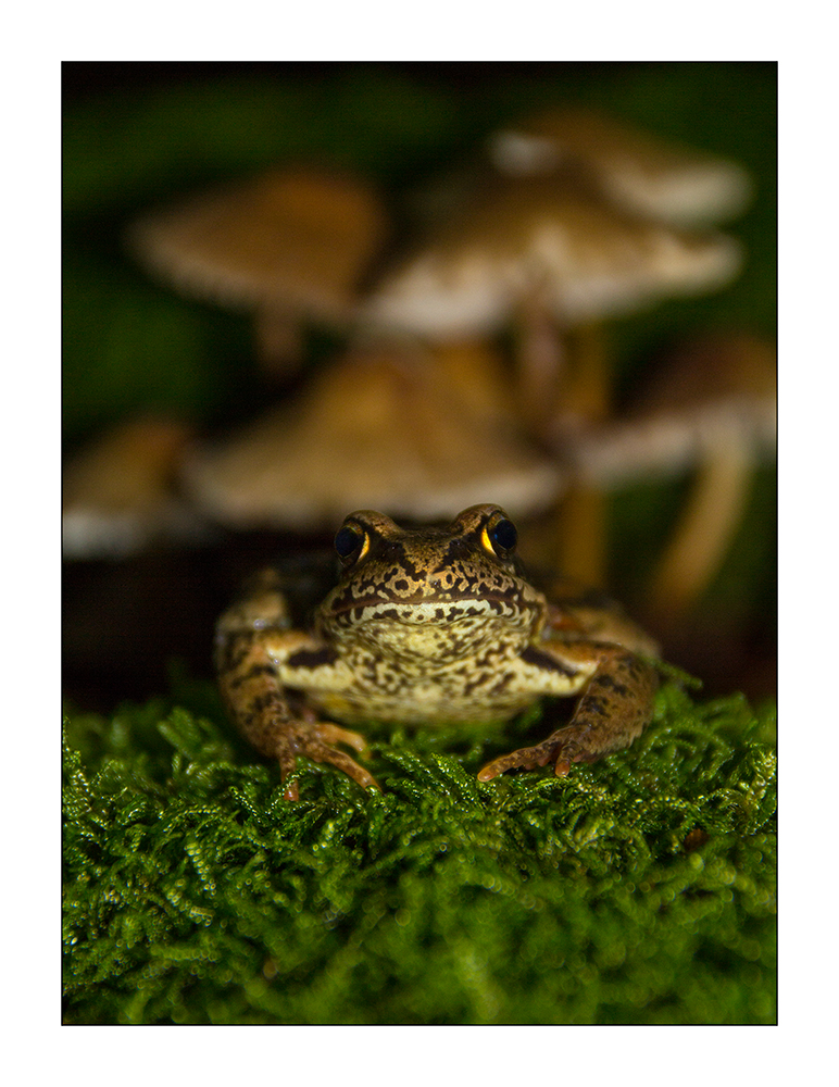 Frosch vor Pilzen