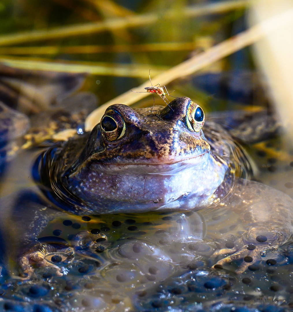 Frosch Wache