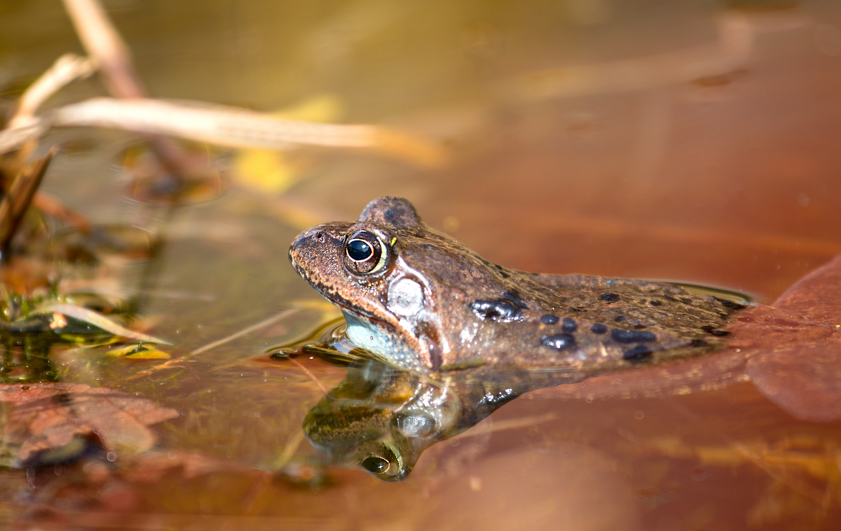 Frosch wartet am Laichplatz