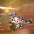 Frosch wartet am Laichplatz