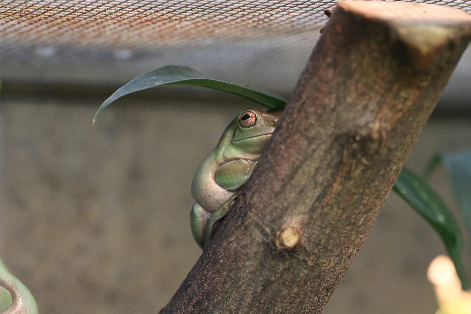 Frosch Wilhelma Stuttgart