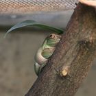 Frosch Wilhelma Stuttgart