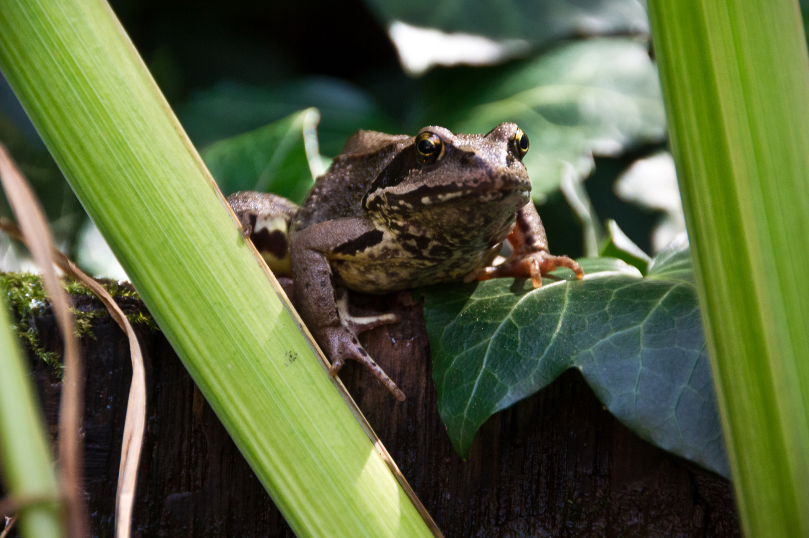 Frosch zu Besuch in meinem Whisky-Fass