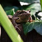 Frosch zu Besuch in meinem Whisky-Fass