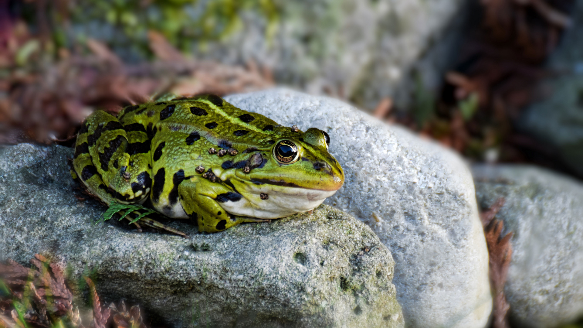 Frosch zum Küssen