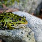 Frosch zum Küssen