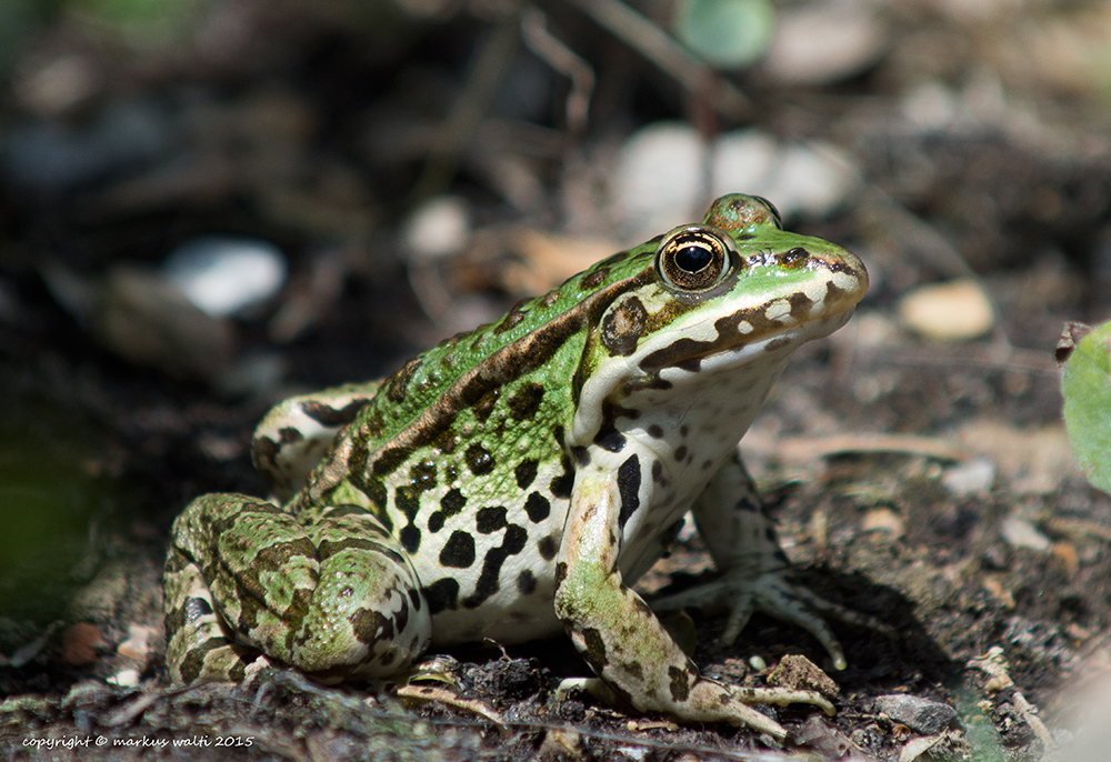 Frosch zum Küssen