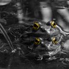 Frosch zum Quadrat 2