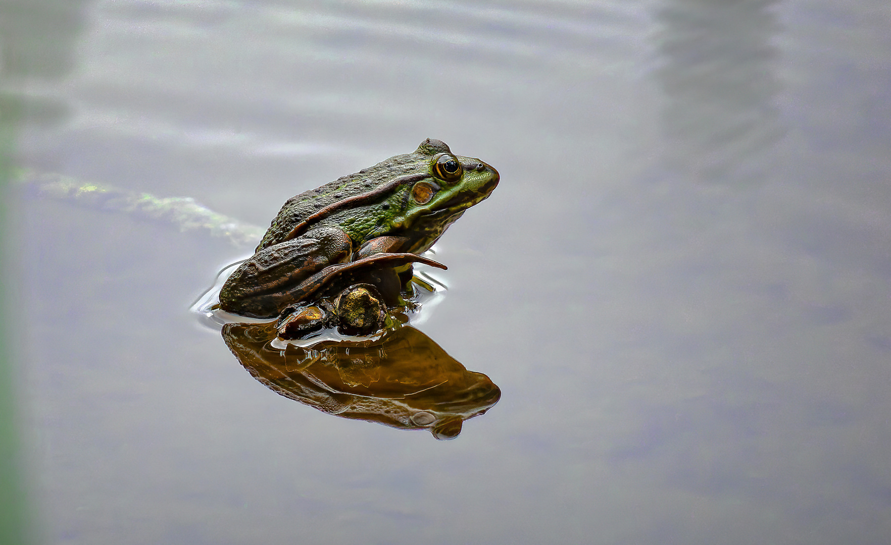 Frosch; zum Spiegeltag