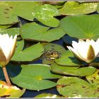 Frosch zwischen Seerosen im Erlebnisort Landsweiler-Reden