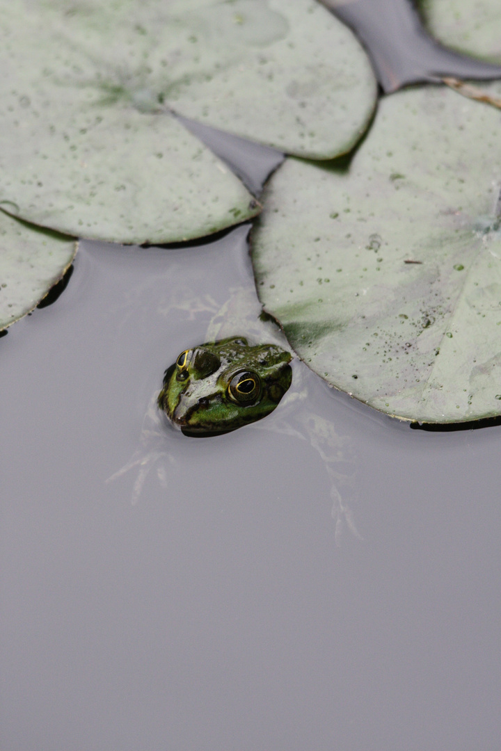 Frosch zwischen Seerosenblättern