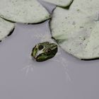 Frosch zwischen Seerosenblättern