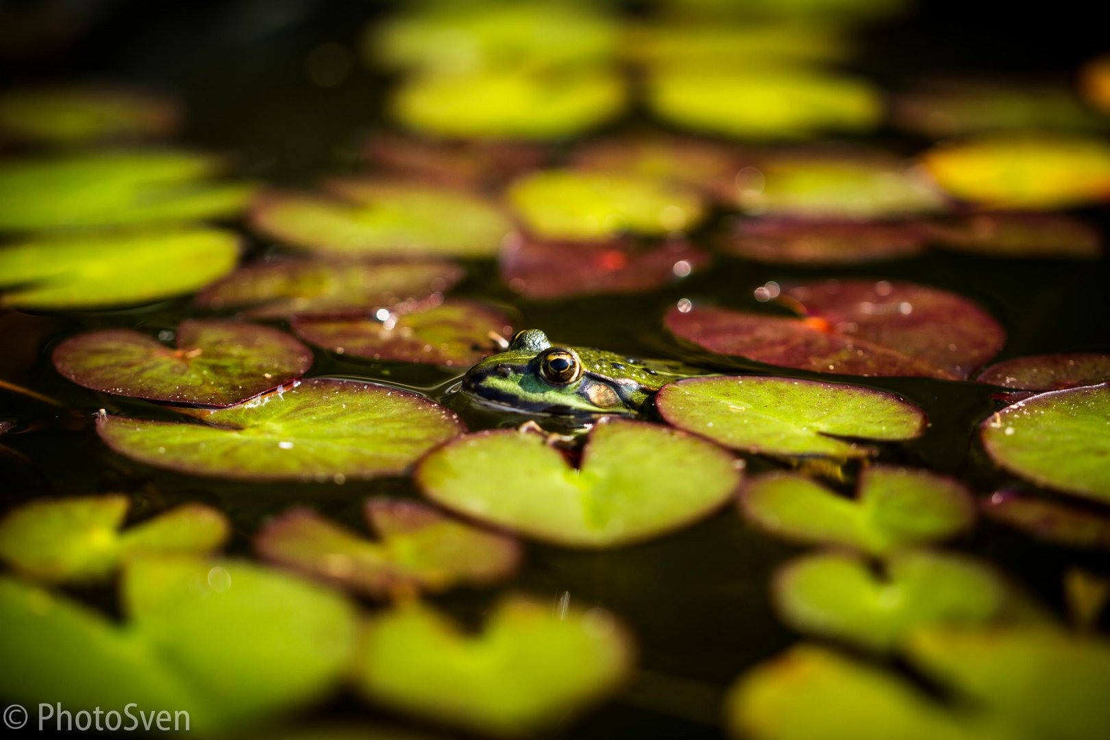 Frosch_02