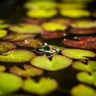 Frosch_02