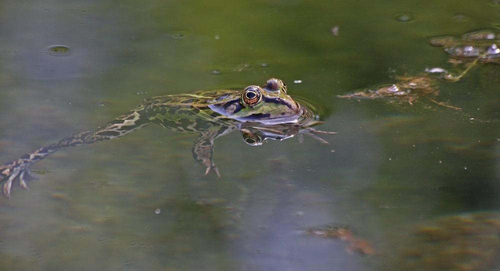 Frosch02