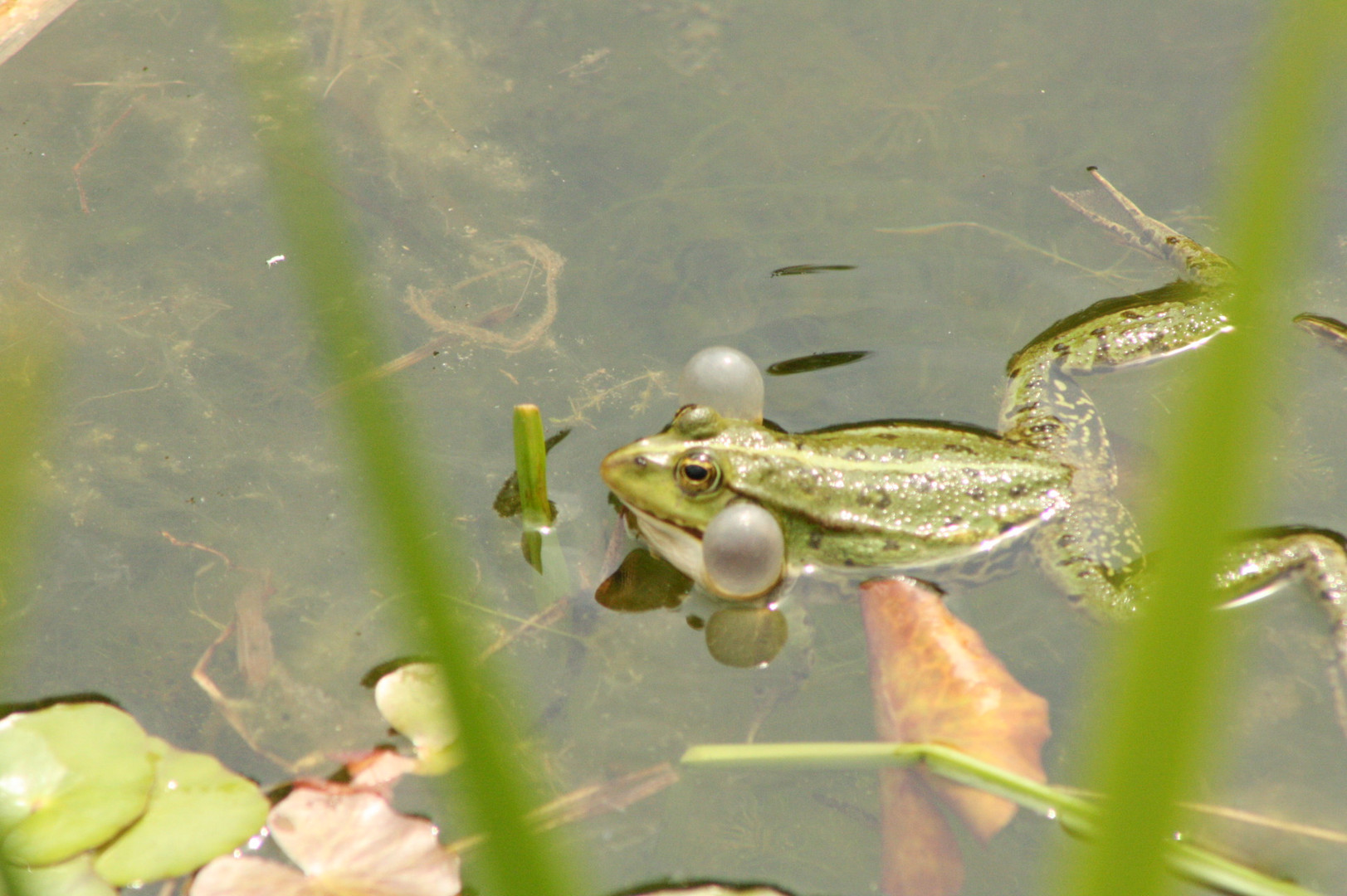 Frosch1