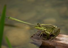 Frosch.1