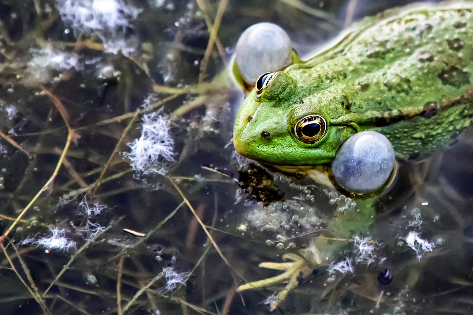 Frosch1