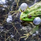 Frosch1