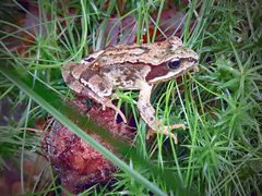 Frosch_1