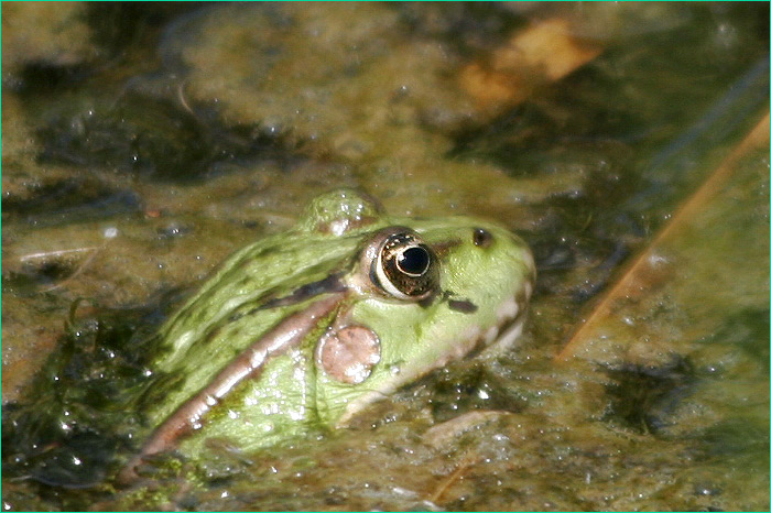 Frosch1