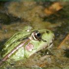 Frosch1