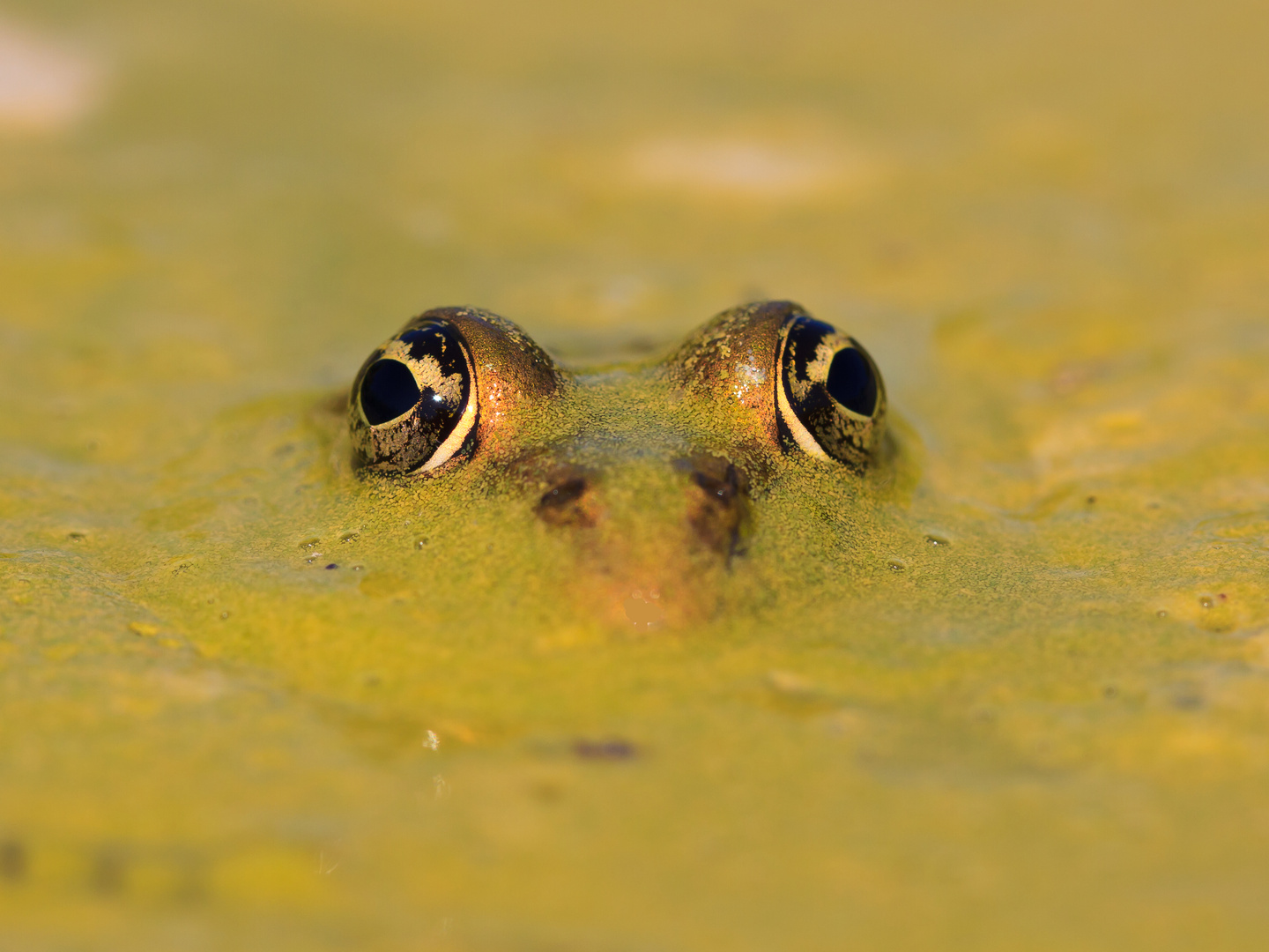 Frosch1 am Teich