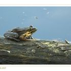 Frosch_#107730_1