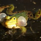 Frosch2