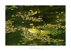 FROSCH2