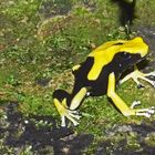 Frosch2