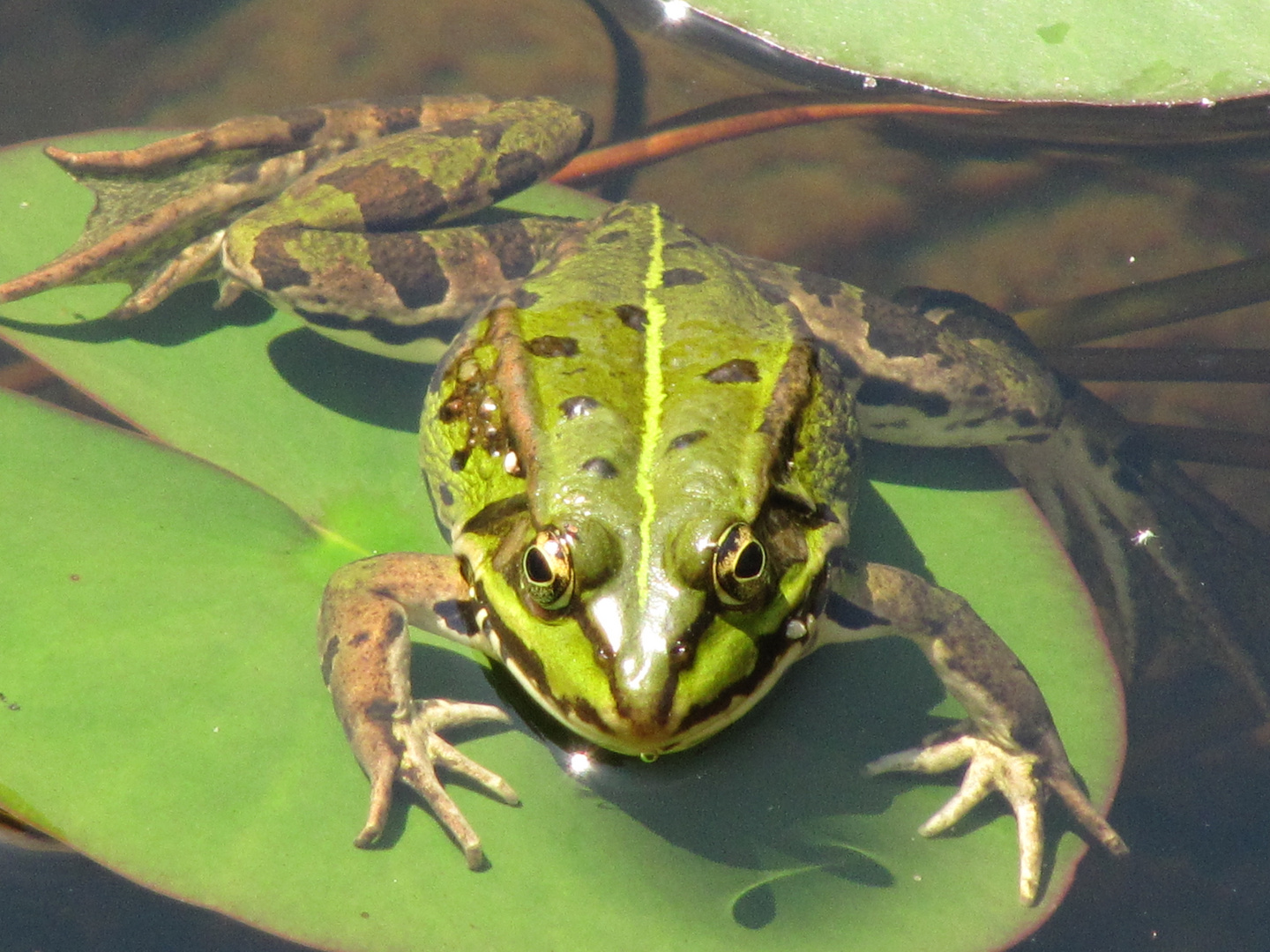 Frosch2