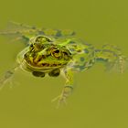 Frosch_23