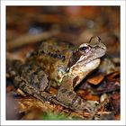 frosch_4620