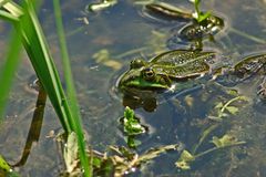 Frosch6