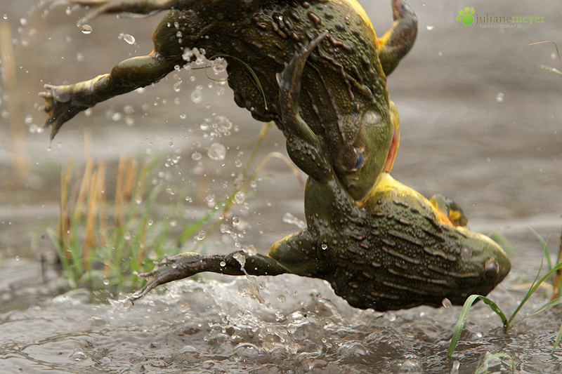 Froschäktschn ;-)