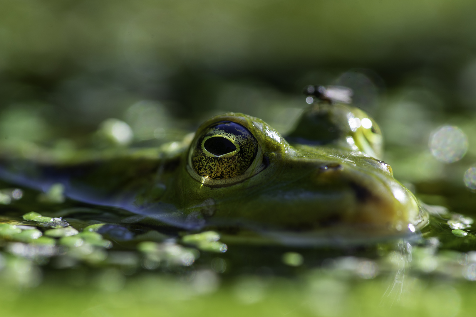 Froschauge Foto & Bild  tiere, wildlife, amphibien & reptilien Bilder auf  fotocommunity