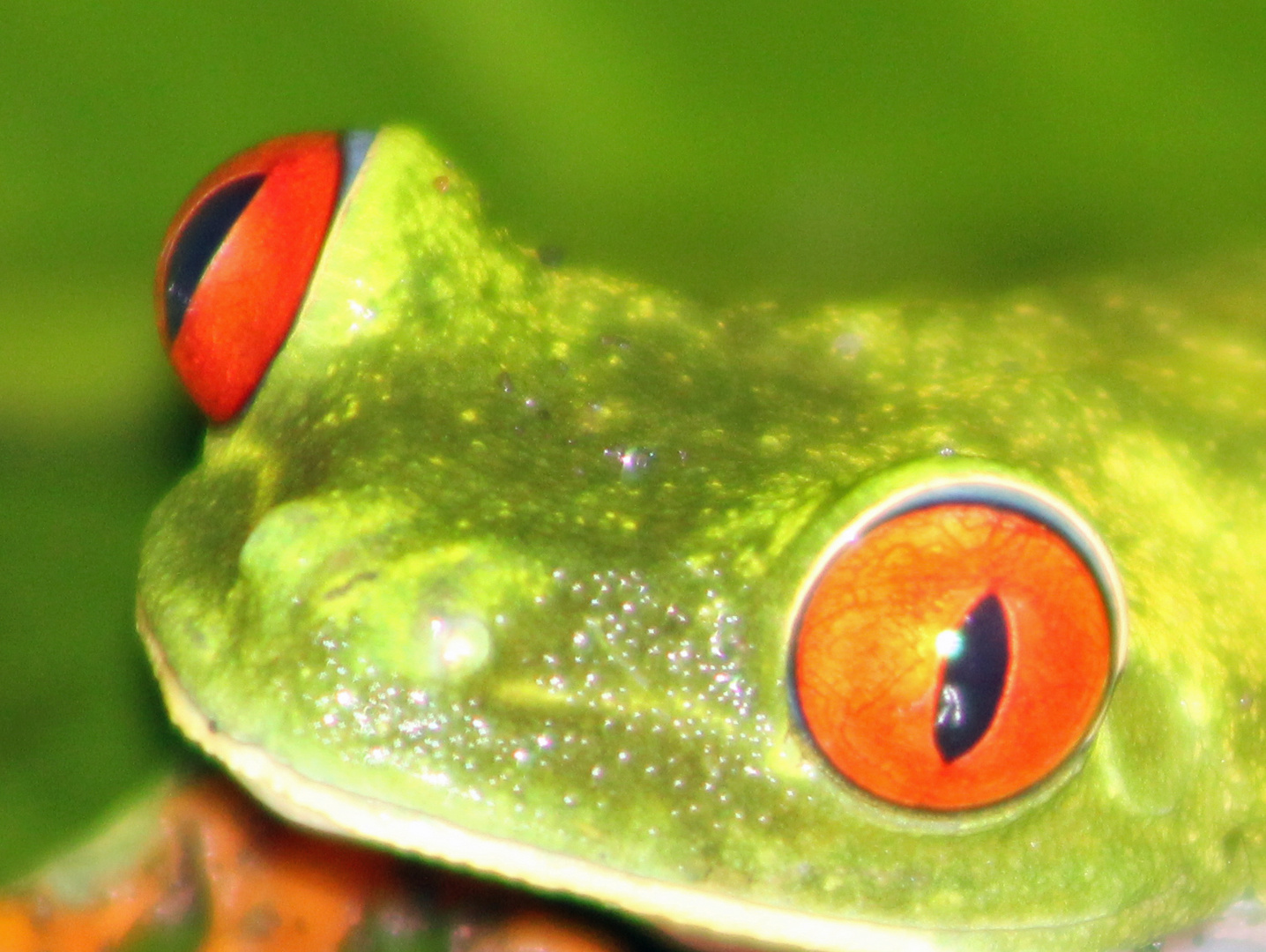 Froschauge Foto & Bild  archiv projekte naturchannel