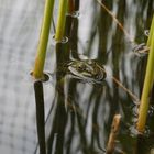 Froschauge sei wachsam