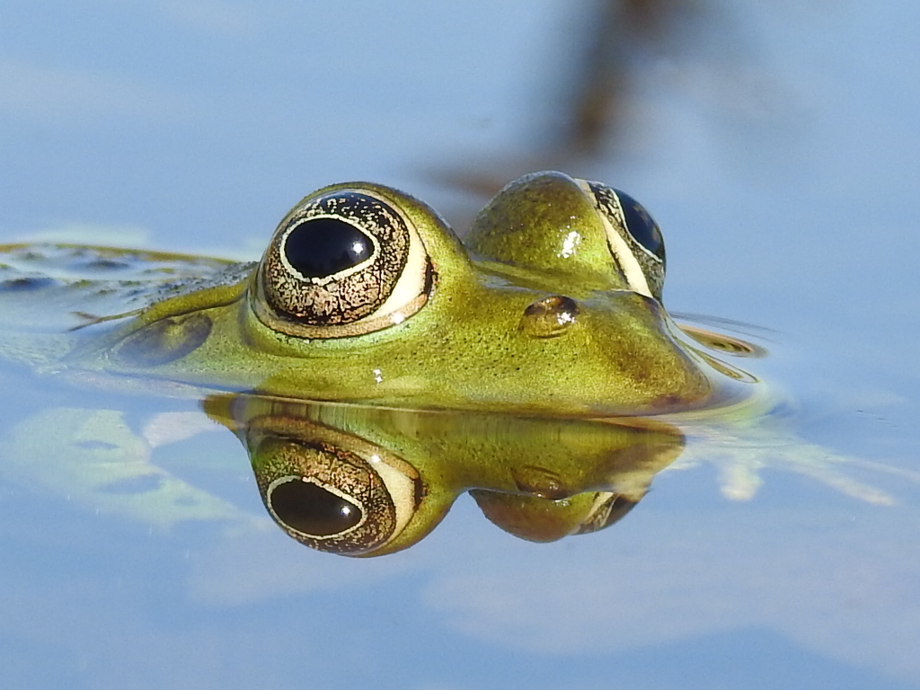 Froschaugen Foto & Bild  tiere, tierdetails, park Bilder auf fotocommunity