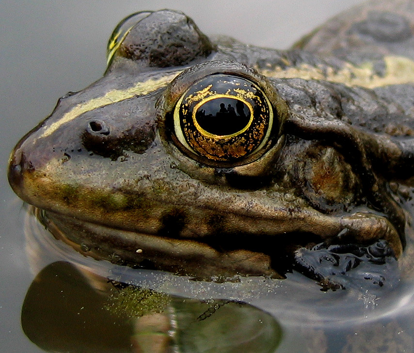 Froschaugen 2 Foto & Bild  tiere, wildlife, amphibien